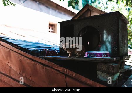 Ein kleines Kätzchen unter den verlassenen alten Dingern in der Nähe des Hauses an sonnigen Tagen Stockfoto