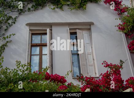 Zwei Fenster, umgeben von einer Pflanze Stockfoto