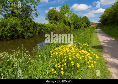 Meadow Buttercup (Ranunculus acris) in Blüte neben Bridgwater und Taunton Canal, Somerset, England. Stockfoto