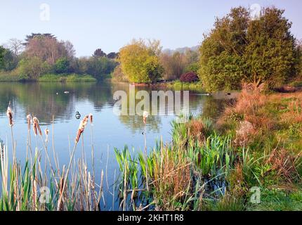 Lake Early Morning im Staffordshire Wildlife Trust das Wolseley Centre in der Nähe von Rugeley im April Frühlingssaison am Cannock Chase Country Park AONB Stockfoto