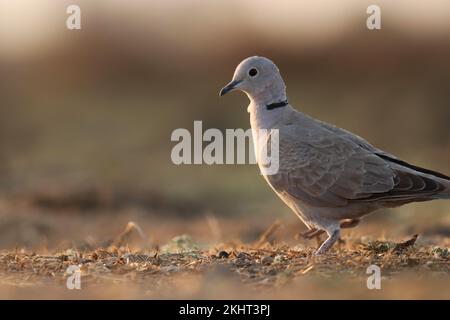 Nahaufnahme von Ringhalstaube. Kapschildkrötentaube oder Halb-Halb-Halskragen-Taube. Taube auf den Boden. Streptopelia capicola. Stockfoto