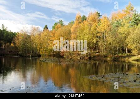 Gemischte Wälder im Herbst säumen die Ränder des Horsepasture Pools mit atemberaubenden Farbtönen und Farbtönen der Bäume im Cannock Chase Forest Stockfoto