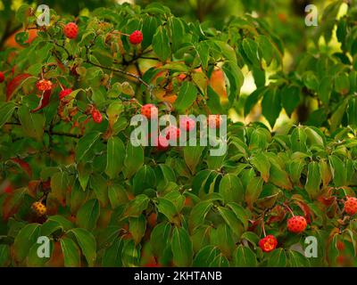 Nahaufnahme der orangefarbenen, erdbeerartigen reifen Früchte des Staudens Cornus kousa var. Chinensis Kalmthout. Stockfoto