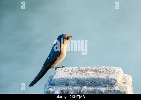 Pacific Swallow sitzt auf Stein in der Nähe des Sees Stockfoto