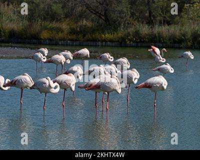 Greater Flamingo Phoenicopterus ruber ruht in einer Lagune, Parc Ornithologique, Regional Nature Park of the Camargue, Frankreich, September 2019 Stockfoto