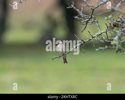 Flycatcher Muscicapa straita hoch oben in Hawthorn Crataegus monogyna bei Woodfidley Passage, New Forest National Park, Hampshire, England, Vereinigtes Königreich, Stockfoto