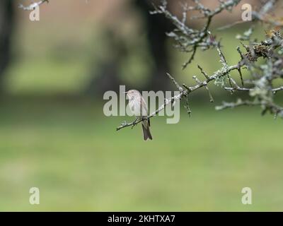 Flycatcher Muscicapa straita hoch oben in Hawthorn Crataegus monogyna bei Woodfidley Passage, New Forest National Park, Hampshire, England, Vereinigtes Königreich, Stockfoto