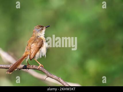 Eine Nahaufnahme eines Prinia-Vogels, der im Stil vor grünem Hintergrund auf einem Busch sitzt Stockfoto