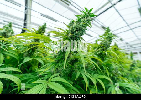 Nahaufnahme der Spitze einer reifen Cannabispflanze Stockfoto