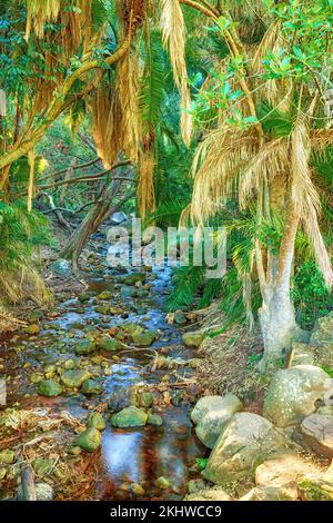 Natur, Wasser und Baumwachstum im Freien im Regenwald im Sommer oder Frühling in einer natürlichen Umgebung. Wälder, Wälder und Landschaft mit einem Fluss Stockfoto