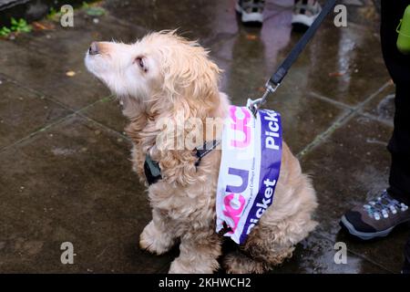 Bristol, Großbritannien. 24.. November 2022. Jazz, der Hund, unterstützt uns. Die Dozenten der Bristol University kämpfen weiterhin streikend um Renten, faire und gleiche Bezahlung, angemessene Arbeitsbelastung und die Beendigung prekärer Verträge. Die Arbeiter werden von der UCU oder der University College Union unterstützt, die eine hohe Beteiligung an den Streikposten erwarten. Die stagnierende Bezahlung, da die Lebenshaltungskosten steigen, verstärkt die Besorgnis der Hochschulmitarbeiter. Gewerkschaftsmitglieder veranstalten eine Kundgebung vor den Victoria Rooms. Kredit: JMF News/Alamy Live News Stockfoto