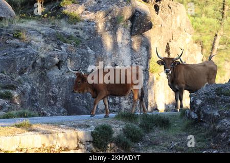 Die Maronesa-Kuh ist eine traditionelle portugiesische Bergrinderrasse, die sich durch ihre Fleisch- und Zugkraft auszeichnet. Nationalpark Peneda-Geres Portugal Stockfoto