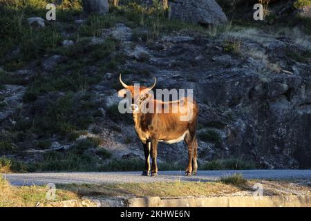 Die Maronesa-Kuh ist eine traditionelle portugiesische Bergrinderrasse, die sich durch ihre Fleisch- und Zugkraft auszeichnet. Nationalpark Peneda-Geres Portugal Stockfoto