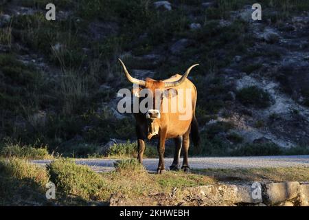 Die Maronesa-Kuh ist eine traditionelle portugiesische Bergrinderrasse, die sich durch ihre Fleisch- und Zugkraft auszeichnet. Nationalpark Peneda-Geres Portugal Stockfoto