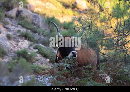 Die Maronesa-Kuh ist eine traditionelle portugiesische Bergrinderrasse, die sich durch ihre Fleisch- und Zugkraft auszeichnet. Nationalpark Peneda-Geres Portugal Stockfoto