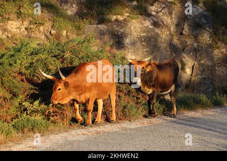 Die Maronesa-Kuh ist eine traditionelle portugiesische Bergrinderrasse, die sich durch ihre Fleisch- und Zugkraft auszeichnet. Nationalpark Peneda-Geres Portugal Stockfoto