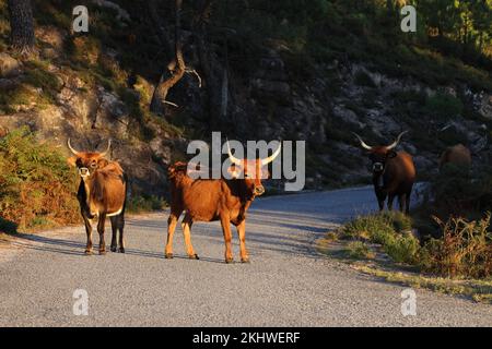 Die Maronesa-Kuh ist eine traditionelle portugiesische Bergrinderrasse, die sich durch ihre Fleisch- und Zugkraft auszeichnet. Nationalpark Peneda-Geres Portugal Stockfoto