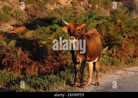 Die Maronesa-Kuh ist eine traditionelle portugiesische Bergrinderrasse, die sich durch ihre Fleisch- und Zugkraft auszeichnet. Nationalpark Peneda-Geres Portugal Stockfoto