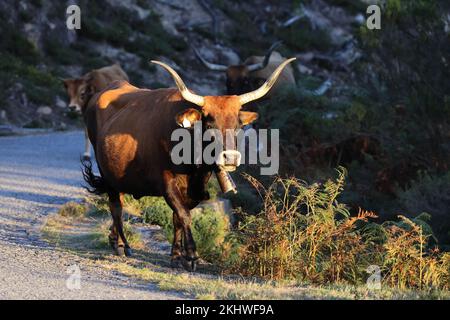 Die Maronesa-Kuh ist eine traditionelle portugiesische Bergrinderrasse, die sich durch ihre Fleisch- und Zugkraft auszeichnet. Nationalpark Peneda-Geres Portugal Stockfoto