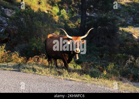 Die Maronesa-Kuh ist eine traditionelle portugiesische Bergrinderrasse, die sich durch ihre Fleisch- und Zugkraft auszeichnet. Nationalpark Peneda-Geres Portugal Stockfoto