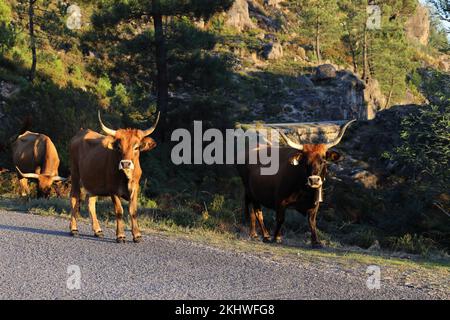 Die Maronesa-Kuh ist eine traditionelle portugiesische Bergrinderrasse, die sich durch ihre Fleisch- und Zugkraft auszeichnet. Nationalpark Peneda-Geres Portugal Stockfoto
