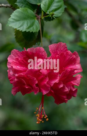 Nahaufnahme der farbenfrohen, dunkelrosa Doppelhibiskus rosa sinensis-Blume, die im Freien auf natürlichem Hintergrund blüht Stockfoto