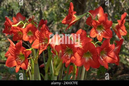 Nahaufnahme mehrerer leuchtend rot-weißer Hybrid-Amaryllis-Blüten, die im tropischen Garten im Freien blühen, mit natürlichem Hintergrund Stockfoto