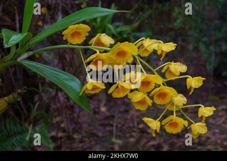 Nahaufnahme des Gelb-Orangen-Blumenkreises der tropischen epiphytischen Orchideenart dendrobium chrysotoxum im Freien auf natürlichem Hintergrund Stockfoto