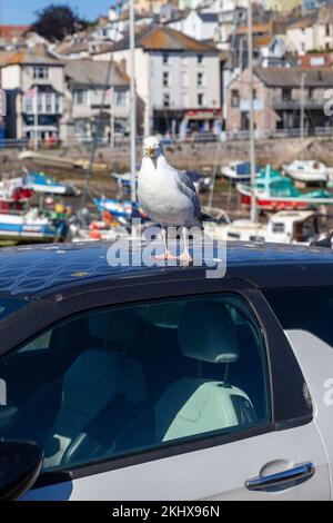 Hering Gull auf einem Autodach im Hafen von Brixham. Stockfoto