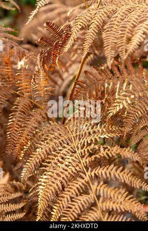 Bracken-Blätter haben sich in eine herbstliche Bronzefarbe verwandelt Stockfoto