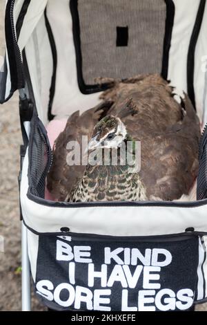 Charlie der Pfau, der verletzte Beine hat, die durch Pittencrieff Park, Dunfermline, Fife geschubst wurden. Stockfoto