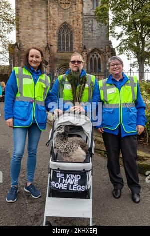 Ehrenamtlich bei Charlie the Peacock, der schmerzende Beine hat, Pittencrieff Park, Dunfermline. Stockfoto