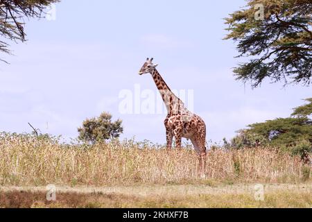 Eine Nahaufnahme einer nördlichen Giraffe im wunderschönen Wald Stockfoto