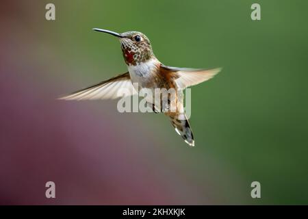 Ein weiblicher Rufous Hummingbird (Trochilidae) im Great Bear Regenwald von British Columbia. Stockfoto