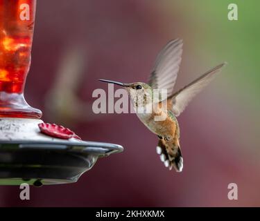 Ein weiblicher Rufous Hummingbird (Trochilidae) im Great Bear Regenwald von British Columbia. Stockfoto