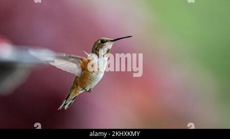 Ein weiblicher Rufous Hummingbird (Trochilidae) im Great Bear Regenwald von British Columbia. Stockfoto