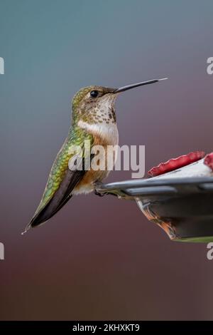 Ein weiblicher Rufous-Kolibri (Trochilidae) auf einer Vogelzucht im kanadischen Great Bear Rainforest, British Columbia. Stockfoto