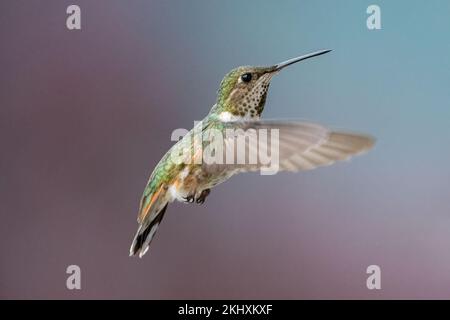 Ein weiblicher Rufous Hummingbird (Trochilidae) im Great Bear Regenwald von British Columbia. Stockfoto