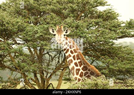 Eine Nahaufnahme einer nördlichen Giraffe im wunderschönen Wald Stockfoto