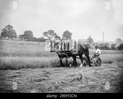 Schwarzweißes englisches Foto aus dem späten 19. Jahrhundert mit zwei großen Shire-Pferden, die eine Mähmaschine für Gras ziehen, während der Bauer oben sitzt. Stockfoto