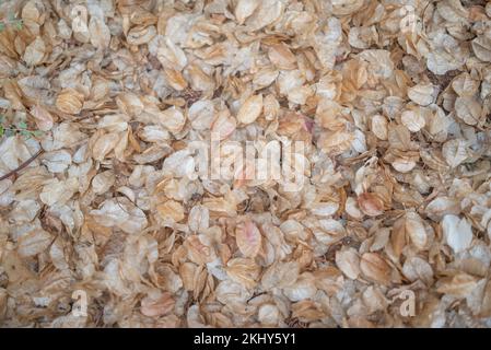 Abstrakter Hintergrund verwelkter hellbrauner Blüten von Bougainvillea Stockfoto