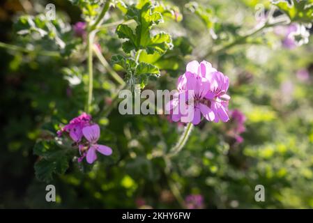 Lila Blüten auf grünem Laubhintergrund. Nahaufnahme von Eichenblättergeranium Stockfoto