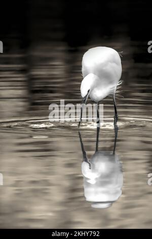 Ein Schwarz-Weiß-Bild mit einem Hauch von Sepia eines weißen Rieseneiers im Wasser, das sich selbst widerspiegelt, Minimalismus, dunkel, vertikal Stockfoto