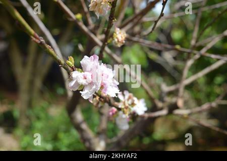 Wunderschöne pinkfarbene Pfirsichblüten in einem Garten. Stockfoto