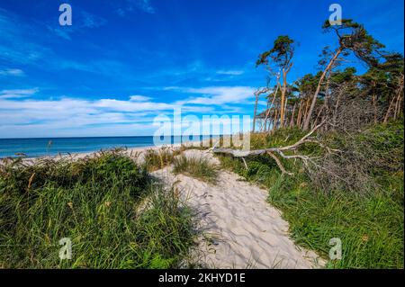 Geboren am Darss, Fischland-Darss-Zingst, Mecklenburg-Vorpommern, Deutschland - Kiefernwald in den Dünen am Darss West Beach nördlich von Ahrenshoop. Auf der Stockfoto