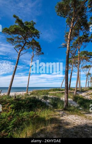 Geboren am Darss, Fischland-Darss-Zingst, Mecklenburg-Vorpommern, Deutschland - Kiefernwald in den Dünen am Darss-West-Strand nördlich von Ahrenshoop. Stockfoto