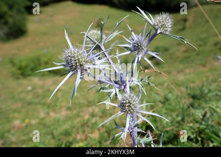 Eryngium planum, der blaue Eryngo oder die flache Meerjungfrau. Stockfoto