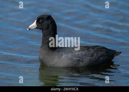 Amerikanisches Blässhuhn Stockfoto