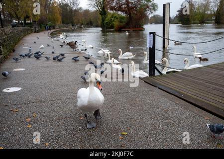 Windsor, Großbritannien. 24.. November 2022. Tragischerweise hat ein Ausbruch der Vogelgrippe die Windsor-Schwanenherde auf der Themse getroffen. In der letzten Woche wurden über 50 tote Schwäne von der örtlichen Schwanenrettungsorganisation Swan Support mitgenommen. Von den Handelsstandards wurden Schilder aufgestellt, die Einheimische und Besucher auffordern, die Schwäne oder andere wilde Vögel an der Themse nicht zu füttern. Leider ignorieren einige Menschen die Ratschläge und riskieren damit eine weitere Ausbreitung der Vogelgrippe, da sich die Schwäne alle zusammenfinden, wenn sie gefüttert werden. Kredit: Maureen McLean/Alamy Live News Stockfoto