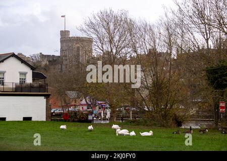 Windsor, Großbritannien. 24.. November 2022. Tragischerweise hat ein Ausbruch der Vogelgrippe die Windsor-Schwanenherde auf der Themse getroffen. In der letzten Woche wurden über 50 tote Schwäne von der örtlichen Schwanenrettungsorganisation Swan Support mitgenommen. Von den Handelsstandards wurden Schilder aufgestellt, die Einheimische und Besucher auffordern, die Schwäne oder andere wilde Vögel an der Themse nicht zu füttern. Leider ignorieren einige Menschen die Ratschläge und riskieren damit eine weitere Ausbreitung der Vogelgrippe, da sich die Schwäne alle zusammenfinden, wenn sie gefüttert werden. Kredit: Maureen McLean/Alamy Live News Stockfoto